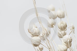 Beige neutral color beautiful dried flowers buds with place for text macro