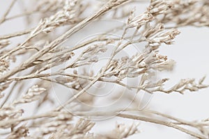 Beige neutral color dried flowers branches with light background macro