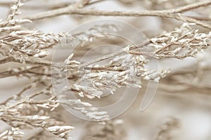 Beige neutral color dried flowers branches with light blur background macro