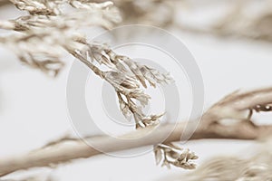 Beige neutral color romantic lovely dried flowers with blur light background macro