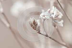 Beige neutral romentic cute flowers with blur background macro