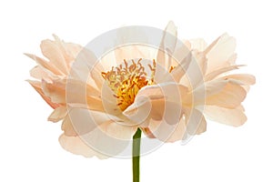 Beige peony flower head on white