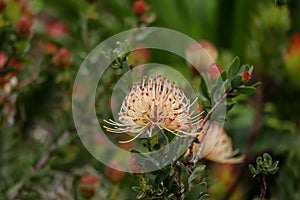Beige pincushion Protea flower fynbos in the Kirstenbosch Botanical Gardens Cape Town, South Africa