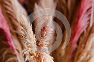 Beige and pink fluffy branches of pampas grass