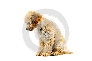 Beige poodle dog on a white background