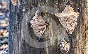 Beige porous tree fungus Daedalea quercina, commonly known as oak mazegill or maze-gill fungus on gray stump