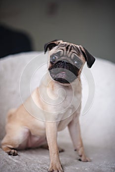 Beige pug posing in a chair