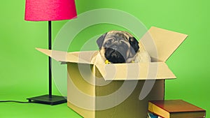 Beige pug sitting in cardboard box on green background. Cute dog posing in box, getting ready to move.