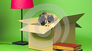 Beige pug sitting in cardboard box on green background. Cute dog posing in box, getting ready to move.