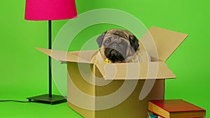 Beige pug sitting in cardboard box on green background. Cute dog posing in box, getting ready to move.