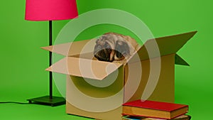 Beige pug sitting in cardboard box on green background. Cute dog posing in box, getting ready to move.