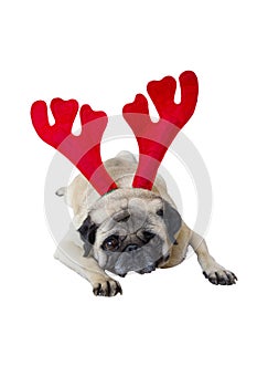 Beige Pug Wearing Christmas Attire 7