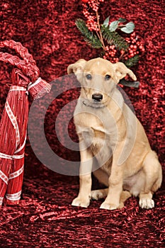 Beige puppy pooch on burgundy background