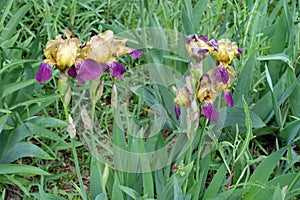 Beige and purple flowers of Iris germanica