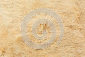 Beige rabbit fur Texture, animal skin background