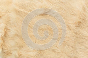 Beige rabbit fur Texture, animal skin background