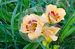 Beige and red daylily