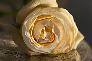 Beige rose