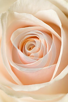 Beige rose