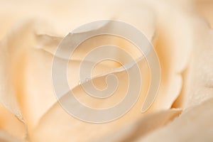 Beige rose blurred background. Macro. Abstract. Close-up. Horizontal. Mockup with copy space for greeting card, invitation.