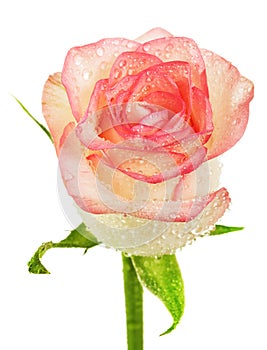Beige rose bud with water drops isolated on white