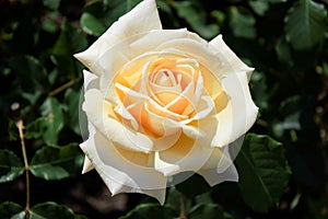 The beige rose in the garden