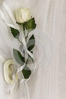 Beige rose and ribbon on a white tulle