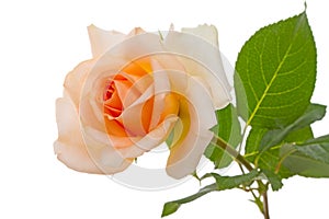 Beige rose on white