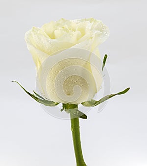 Beige rose on a white background