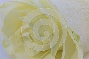 Beige rose on white tulle
