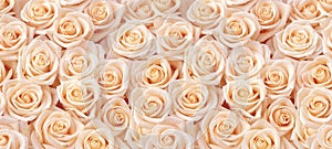 Beige roses seamless pattern