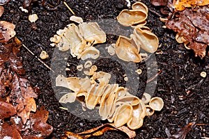 Beige Saprophytic Fungi on Garden Compost photo