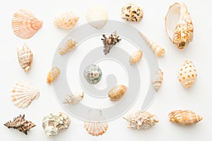 Beige sea shell pattern against white background,flat lay