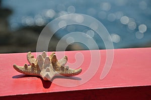 Beige sea star with shimmering sea