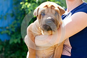 Beige sharpei in human arms