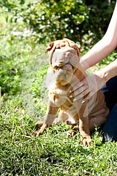 Beige sharpei puppy on grass
