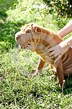 Beige sharpei puppy in profile