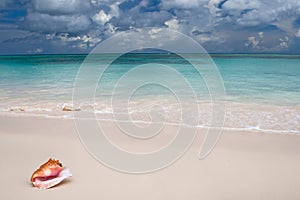 Beige shell on white sand beach near blue ocean