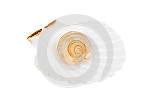 Beige spiral shell in ocean shell isolated