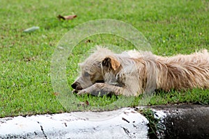 Beige Street Dog On Grass photo