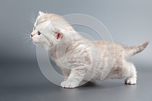 Beige striped Scottish kitten