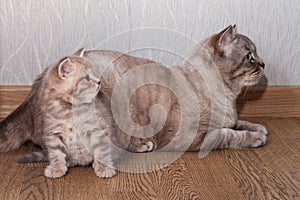 Beige striped Scottish Straight kitten and cat