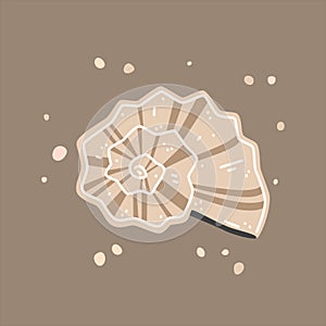 Beige striped seashell, rapana. Vector flat illustration