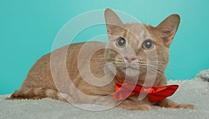 beige tabby cat wearing an orange bow tie lying down