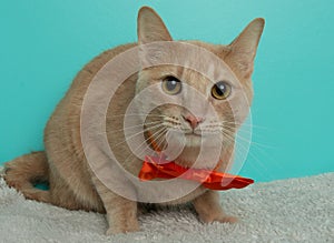 beige tabby cat wearing an orange bow tie lying down portrait