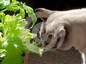 Beige tai cat with blue eyes eats fresh green salad