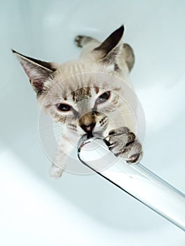 Beige thai cat with drinking water from the tap