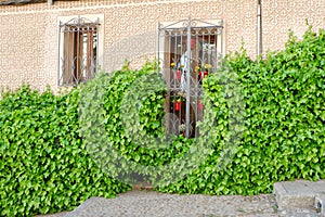 Beige wall of a house with stucco ornate with a door partly covered with ivy. Fresh summer greenery on the building wall in