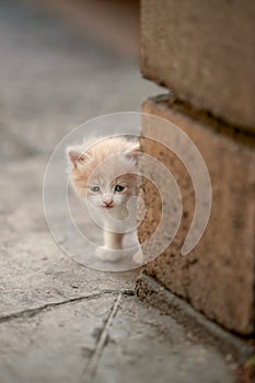 Beige white fluffy kitten with blue eyes spies around the corner of the house