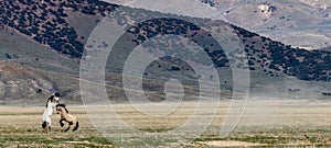 Beige and white wild horses fighting in the Skull valley in Utah with a forested mountain